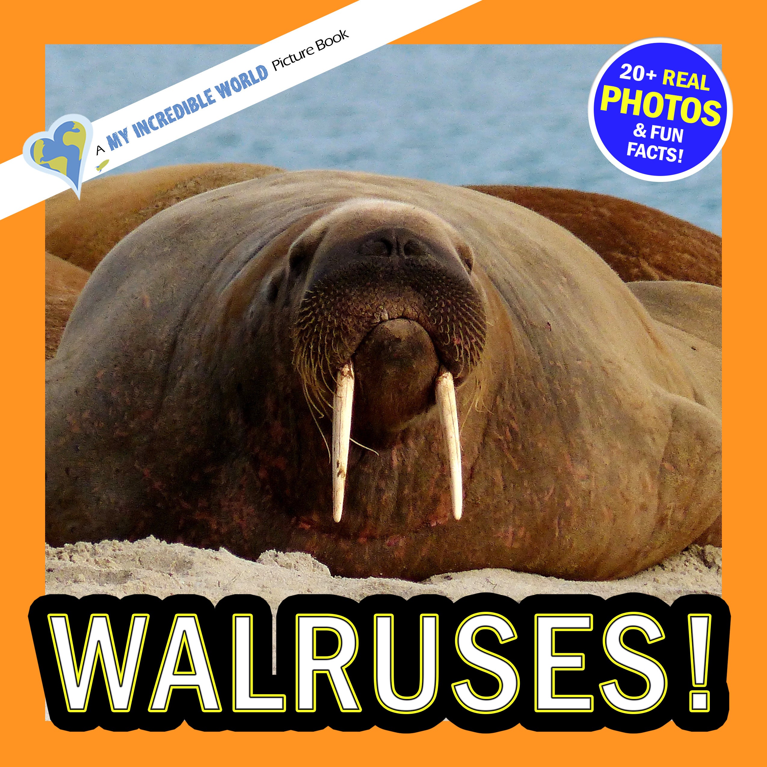 Walruses! A My Incredible World Picture Book for Children